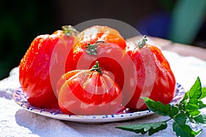Fresh ripe red beefsteak or coeur de boeuf tomatoes