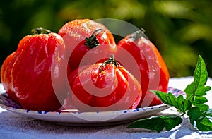 Fresh ripe red beefsteak or coeur de boeuf tomatoes