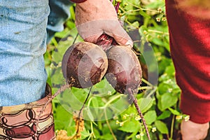 Fresh ripe red beetroot in the garden