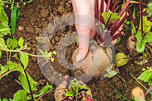 Fresh ripe red beetroot in the garden