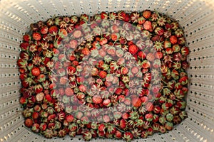 Fresh ripe red berries of wild forest strawberries in a basket behind the grass. Gifts of nature, summer vitamins, berry picking,
