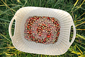 Fresh ripe red berries of wild forest strawberries in a basket behind the grass. Gifts of nature, summer vitamins, berry picking,