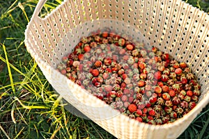 Fresh ripe red berries of wild forest strawberries in a basket behind the grass. Gifts of nature, summer vitamins, berry picking,