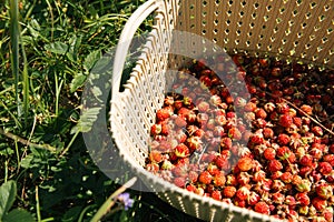 Fresh ripe red berries of wild forest strawberries in a basket behind the grass. Gifts of nature, summer vitamins, berry picking,