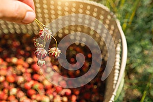 Fresh ripe red berries of wild forest strawberries in a basket behind the grass. Gifts of nature, summer vitamins, berry picking,