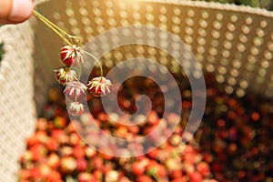 Fresh ripe red berries of wild forest strawberries in a basket behind the grass. Gifts of nature, summer vitamins, berry picking,