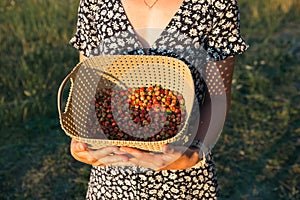 Fresh ripe red berries of wild strawberries in a basket in the hands of a woman in a summer dress in the countryside in the