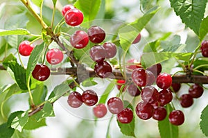 Fresh ripe red cherries hanging on tree in orchard garden