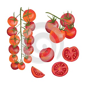 Fresh ripe red cherry tomatoes on the branch cut in half and sliced set. Hand drawn digital watercolor illustration