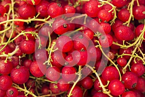 Fresh ripe red currant photo