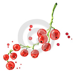 Fresh ripe red currant watercolor illustration