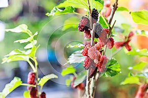 Fresh ripe red and dark purple sweet mulberry fruit from natural tree background. Mulberries health benefits are to improve