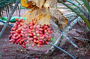 Fresh ripe red date fruits bunch on date palm tree
