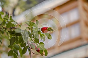 A fresh ripe red dog-rose on a green branch with leaves against a blurred window