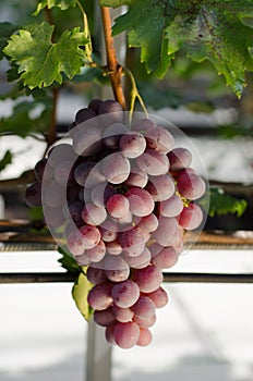 Fresh ripe red grape