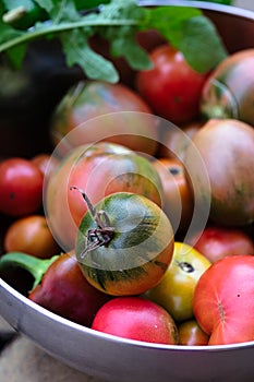 Fresh Ripe Red and Green Tomatoes in Big Bowl