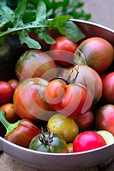 Fresh Ripe Red and Green Tomatoes in Big Bowl