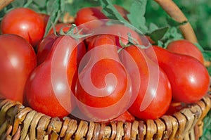 Fresh ripe red pear tomatoes in a basket on the garden