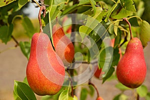 Fresh ripe red pears on the pear tree branch