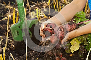 Fresh ripe red Potato Harvest time. red Potato in hands. homemade sprouted potatoes in your garden. Home gardening or