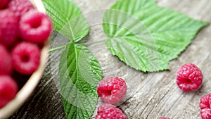 Fresh ripe red raspberries with leaves in a bowl on rustic old wooden table in 4K VIDEO. Organic farming, healthy food, BIO viands