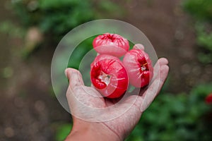 Fresh ripe red rose apples hanging on hand. Also know as jambu air Merah (Syzygium aqueum)