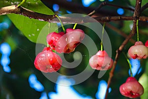 Fresh ripe red rose apples hanging on tree branches. Also know as jambu air Merah (Syzygium aqueum)