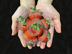 Fresh ripe red strawberries group on human hand with black space background