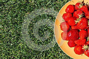 Fresh ripe red strawberries on plate on green grass