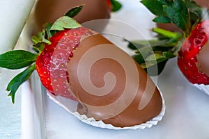 Fresh ripe red strawberry dipped in smelted chocolate, sweet dessert