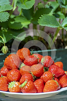 Fresh ripe red sweet organic strawberry on white board served outdoor on green grass lawn