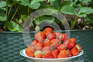 Fresh ripe red sweet organic strawberry on white board served outdoor on green grass lawn