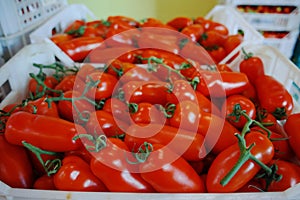 Fresh ripe red tomatoes in boxes in whole sale market