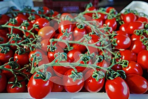 Fresh ripe red tomatoes in boxes in whole sale market