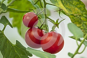 Fresh ripe red tomatoes on the branch