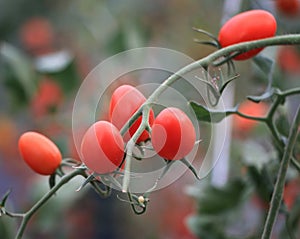 Fresh ripe red tomatoes growing on the vine in greenhouse .Ripe organic tomatoes in garden ready to harvest . Selected focus
