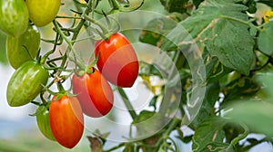 Fresh ripe red tomatoes in natural garden background