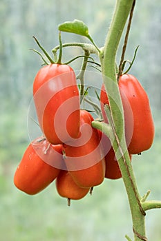 Fresh ripe red tomatoes plant growth in organic greenhouse garden ready to harvest