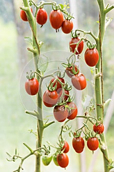 Fresh ripe red tomatoes plant growth in organic greenhouse garden ready to harvest