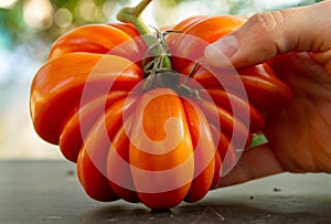 Fresh ripe ribbed heirloom tomato beefsteak-type or slicer with sepal