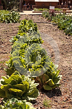 Fresh ripe romaine lettuce grows on a small organic farm