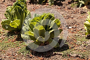 Fresh ripe romaine lettuce grows on a small organic farm