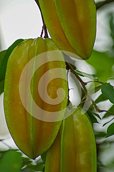 fresh ripe starfruit or carambola (Averrhoa carambola)