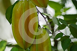 fresh ripe starfruit or carambola (Averrhoa carambola)