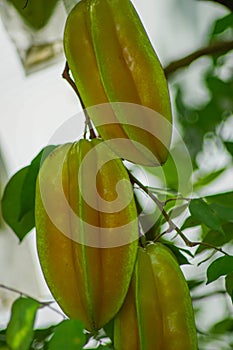 fresh ripe starfruit or carambola (Averrhoa carambola)