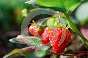 Fresh ripe strawberries in the garden