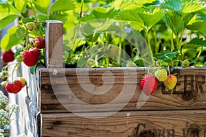 Fresh ripe strawberries grow in a homemade raised bed made from old fruit boxes on a sunny day. Organic urban gardening.