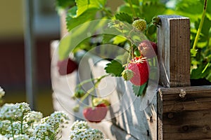 Fresh ripe strawberries grow in a homemade raised bed made from old fruit boxes on a sunny day. Organic urban gardening