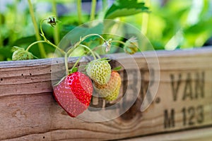 Fresh ripe strawberries grow in a homemade raised bed made from old fruit boxes on a sunny day. Organic urban gardening. Closeup