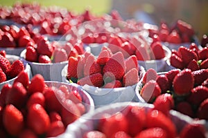 Fresh Ripe Strawberries for Sale at Farmer\'s Market